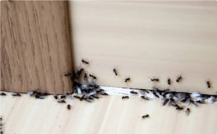 Get Rid of Ants in the Bathroom