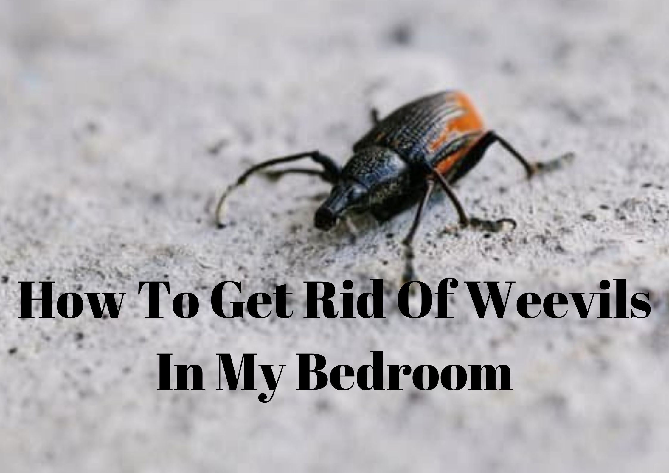 Get Rid of Weevils in My Bedroom